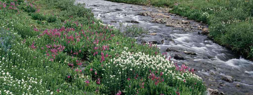 Creek Restoration